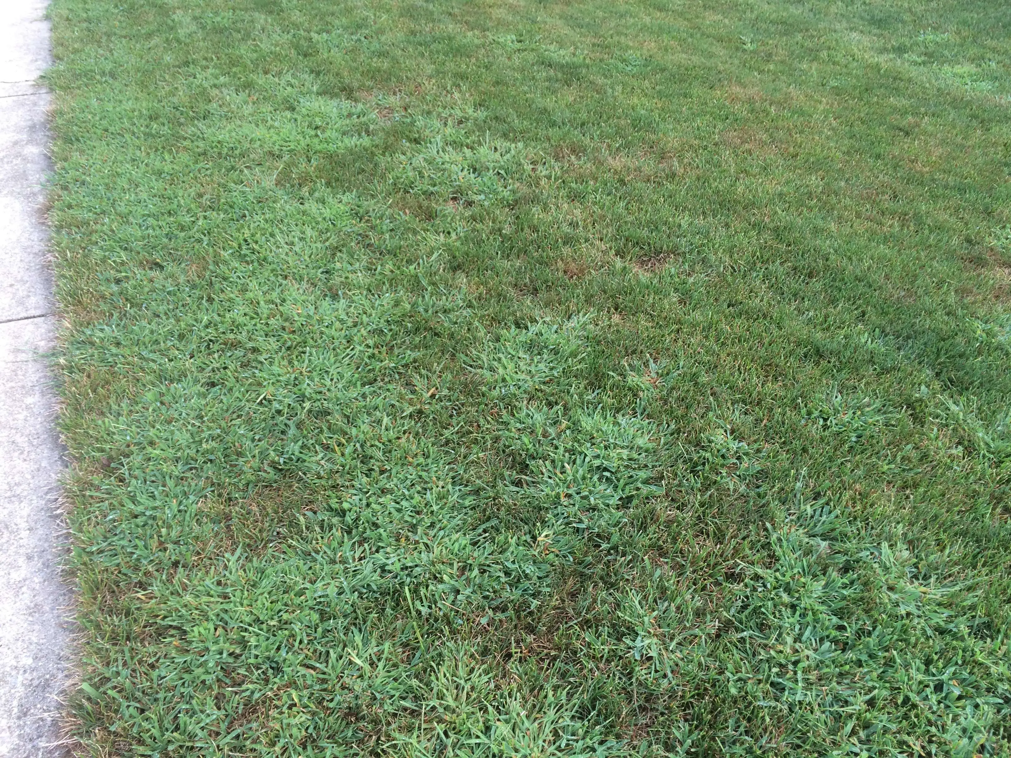 Crabgrass along edge of pavement