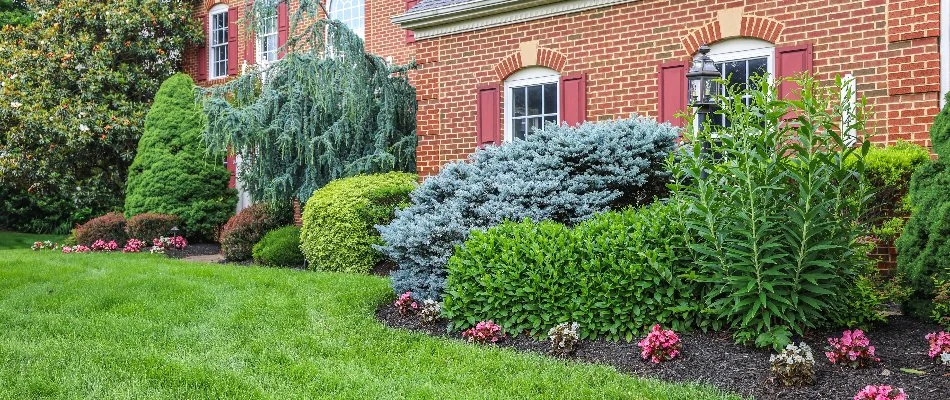 Healthy trees and shrubs along a brick house in Sterling, VA.