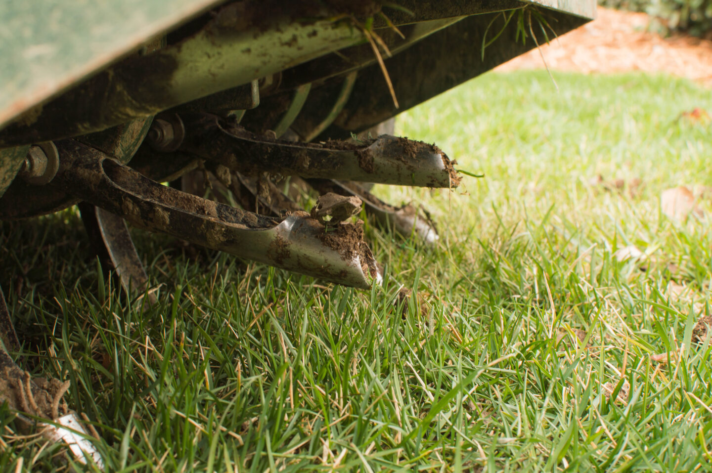 Lawn Disease Control
