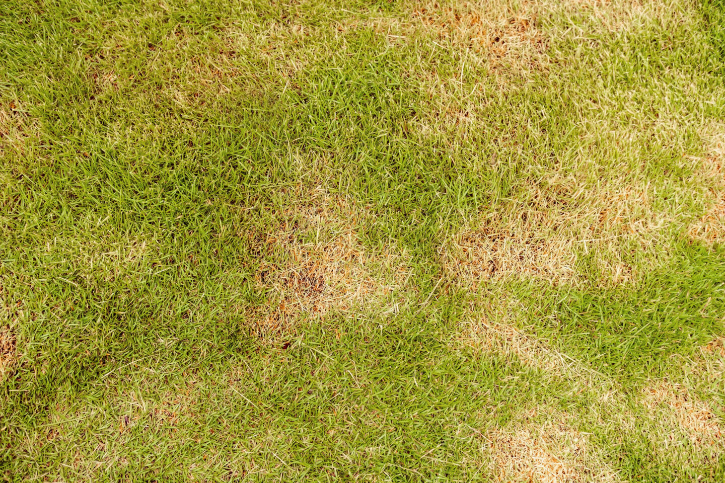 Lawn Care Complaints