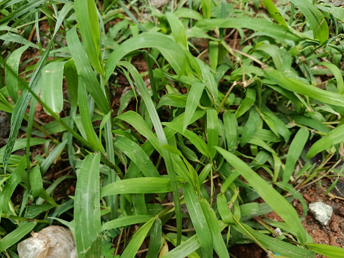 Lawn Disease Fungicide