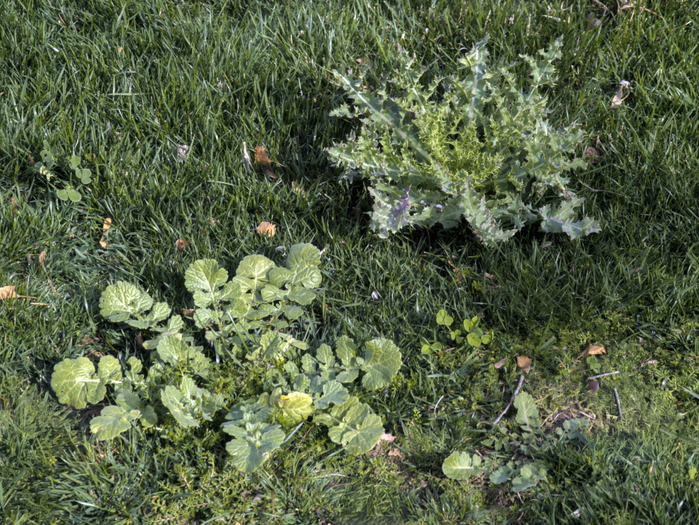 Brown Patch Lawn Treatment